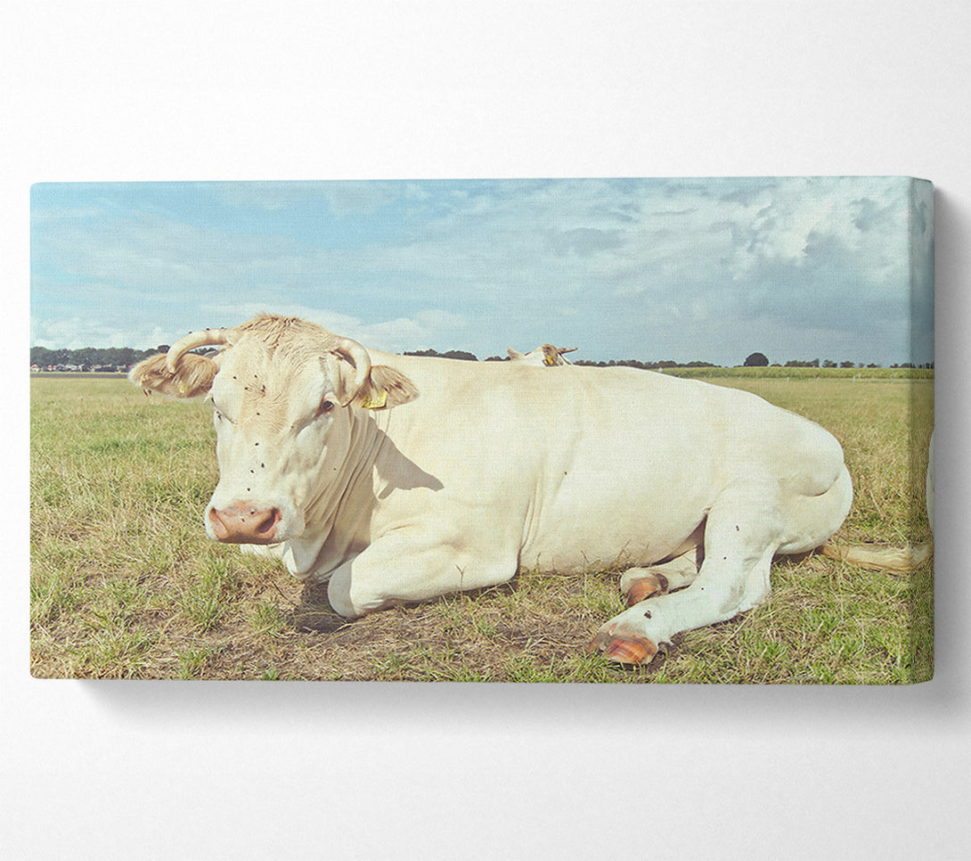  A Canvas Print of The White Cow Resting Canvas Art