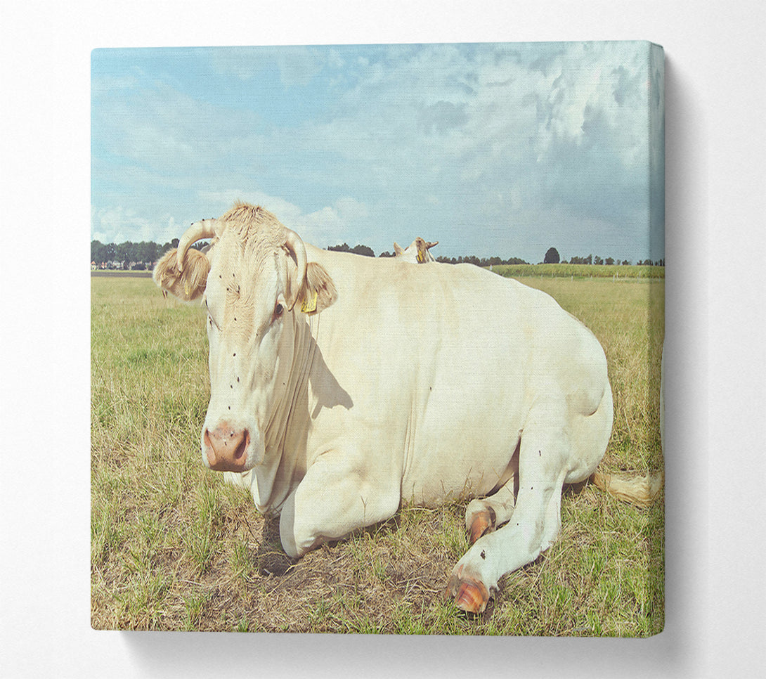  A Canvas Print of The White Cow Resting Canvas Art