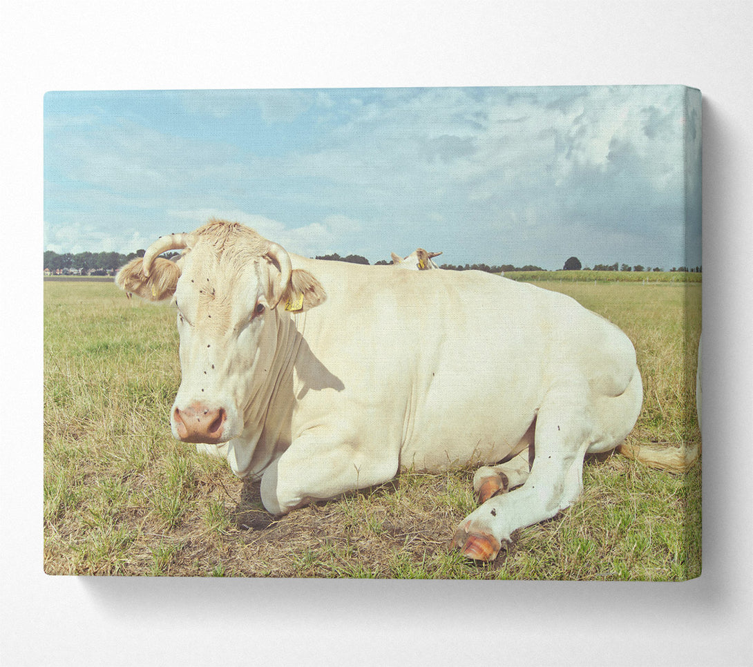  A Canvas Print of The White Cow Resting Canvas Art