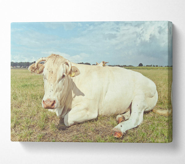 A Canvas Print of The White Cow Resting Canvas Art