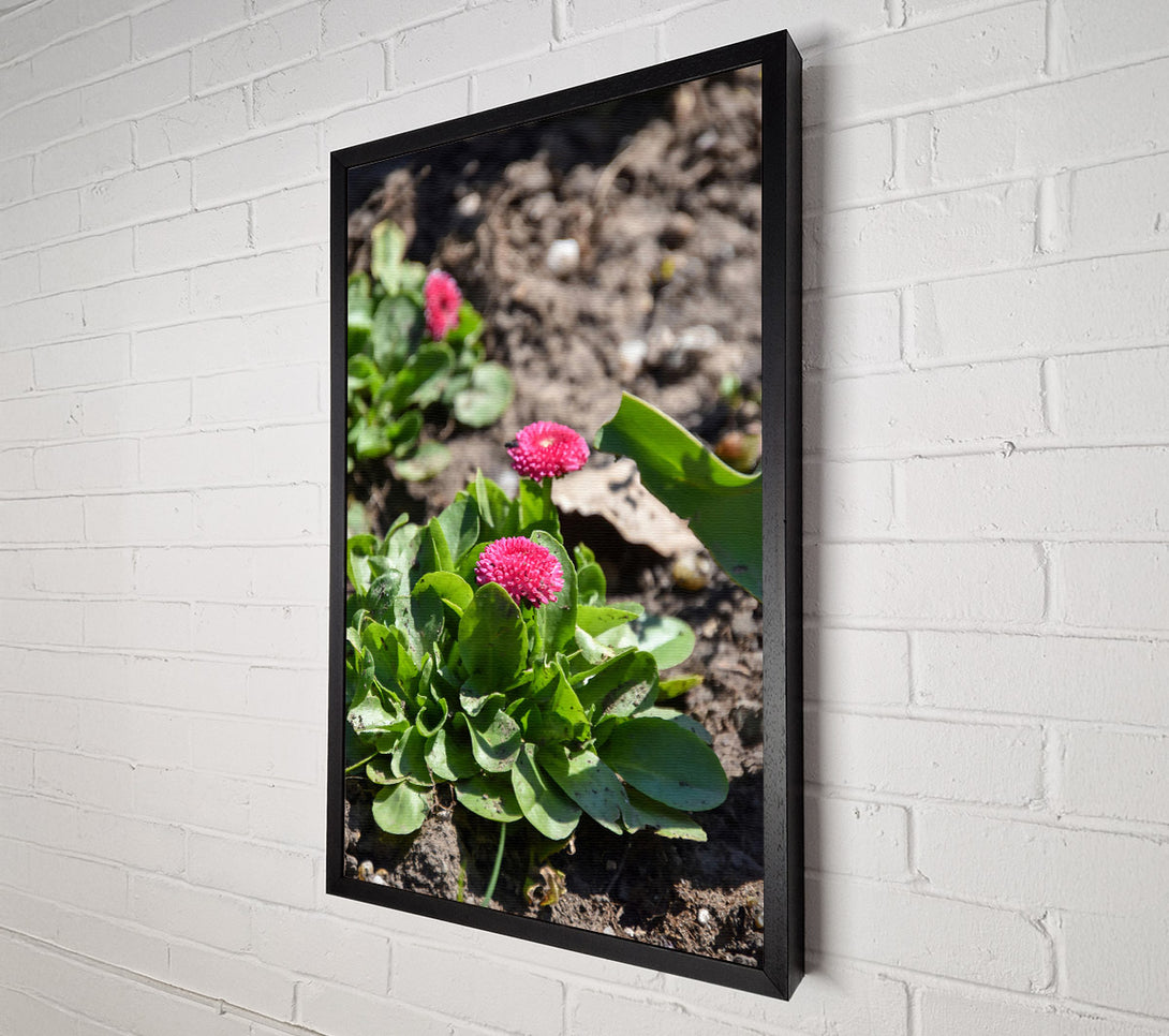  A Canvas Print of Pink Blooms In The Sun Canvas Art