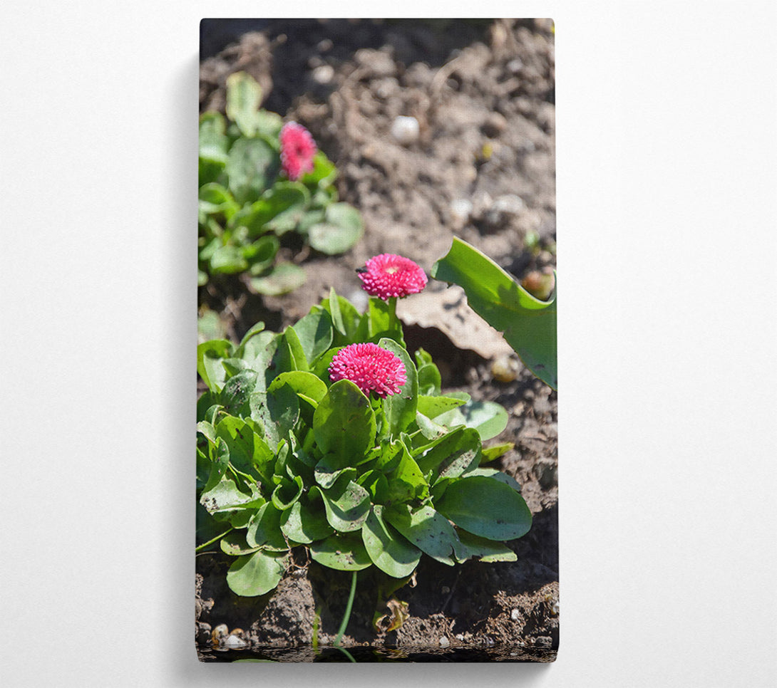  A Canvas Print of Pink Blooms In The Sun Canvas Art