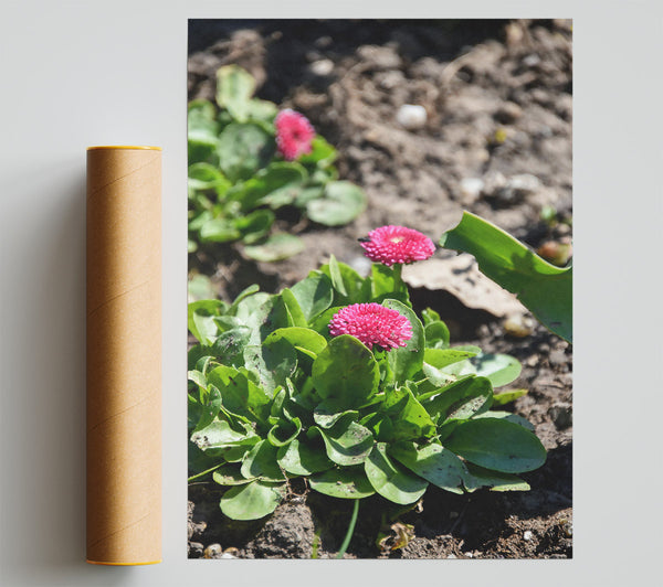 Pink Blooms In The Sun Giclee Print