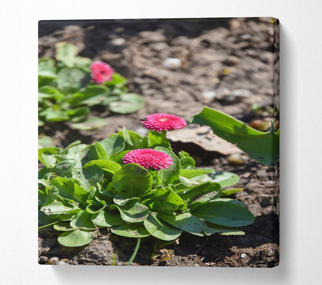  A Canvas Print of Pink Blooms In The Sun Canvas Art