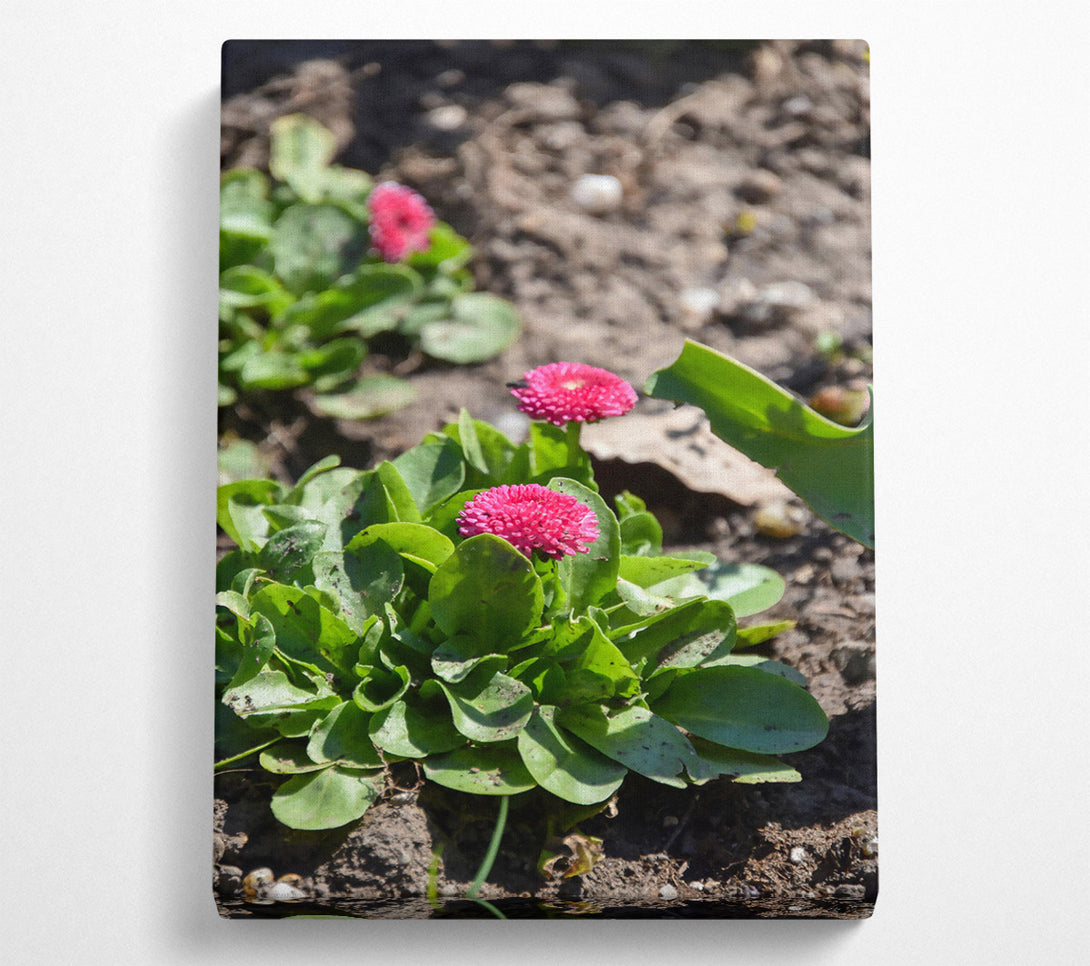 A Canvas Print of Pink Blooms In The Sun Canvas Art