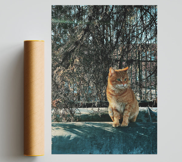 Orange Cat In The Pines. Giclee Print