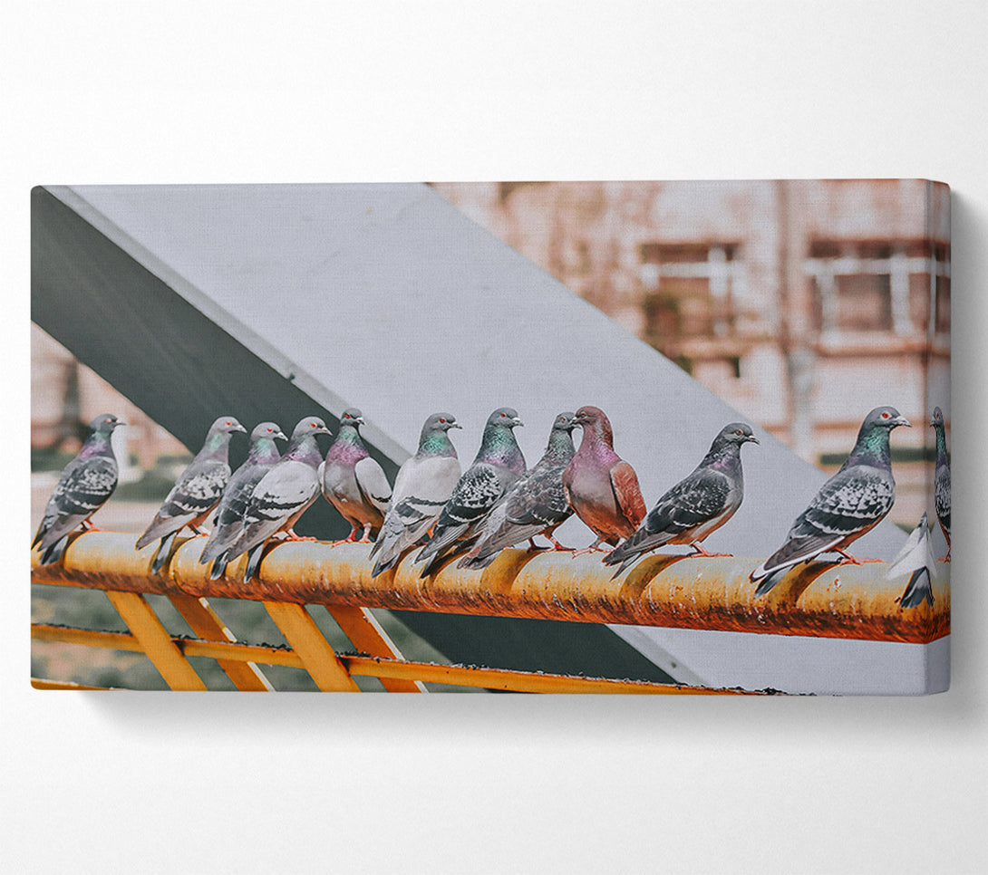  A Canvas Print of Rusty Railing Pigeons Canvas Wall Art