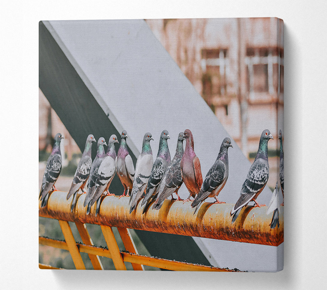  A Canvas Print of Rusty Railing Pigeons Canvas Wall Art