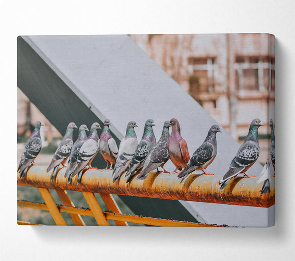  A Canvas Print of Rusty Railing Pigeons Canvas Wall Art