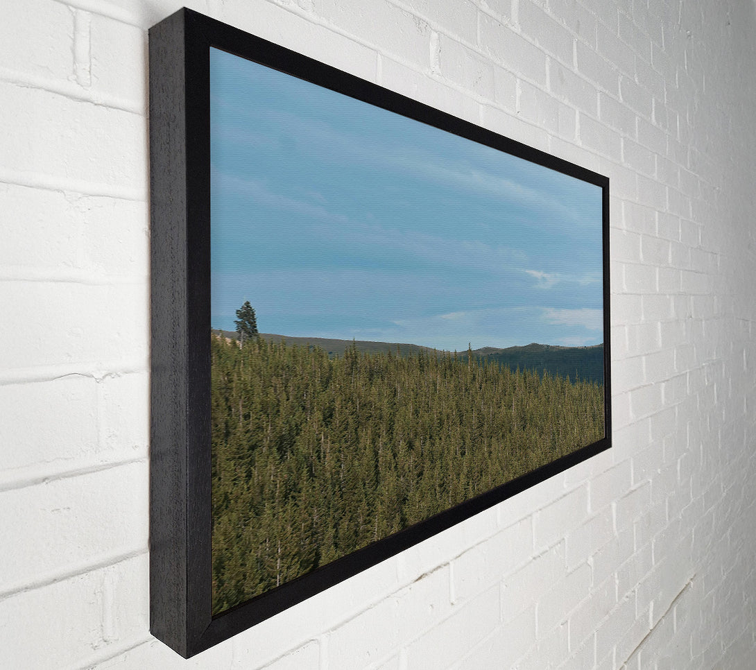  A Canvas Print of Azure Pinescape Canvas Art