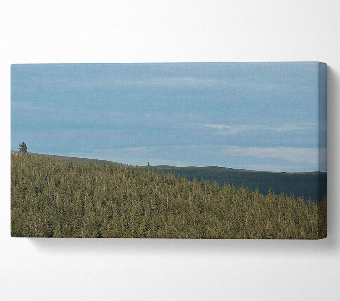  A Canvas Print of Azure Pinescape Canvas Art
