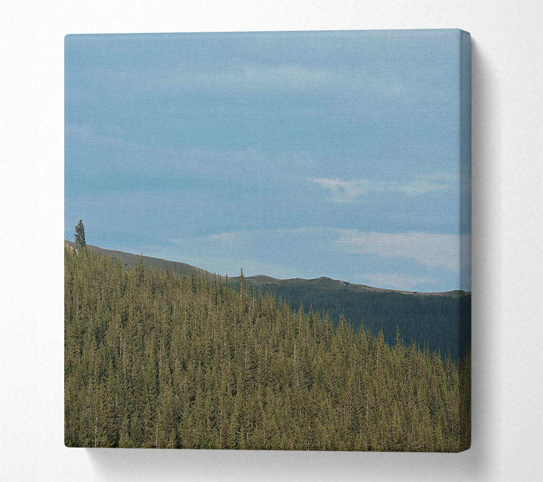  A Canvas Print of Azure Pinescape Canvas Art