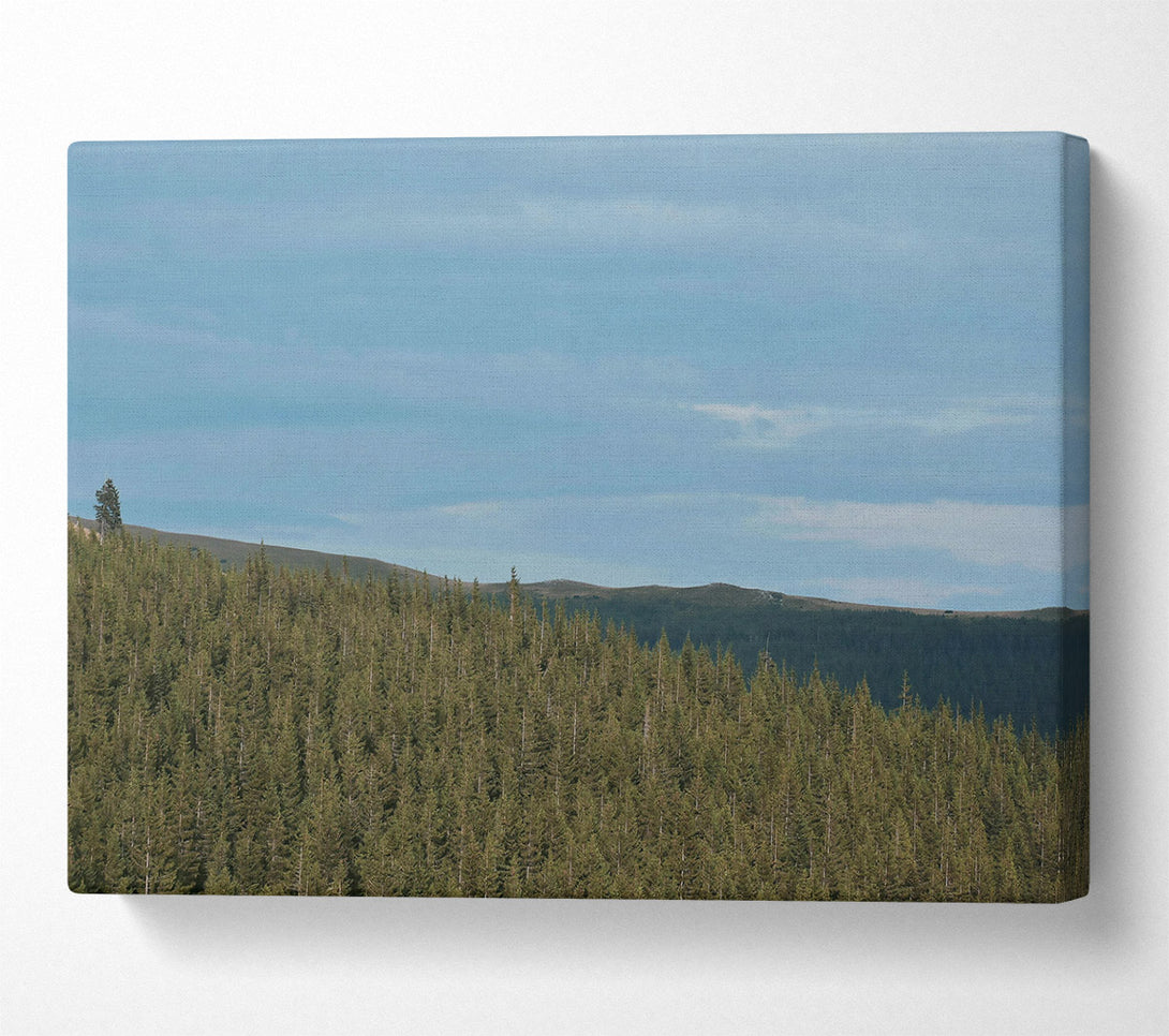  A Canvas Print of Azure Pinescape Canvas Art
