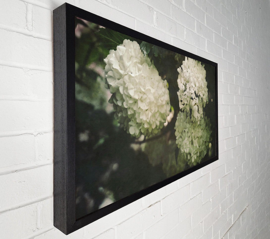  A Canvas Print of Creamy White Blossoms Canvas Wall Art
