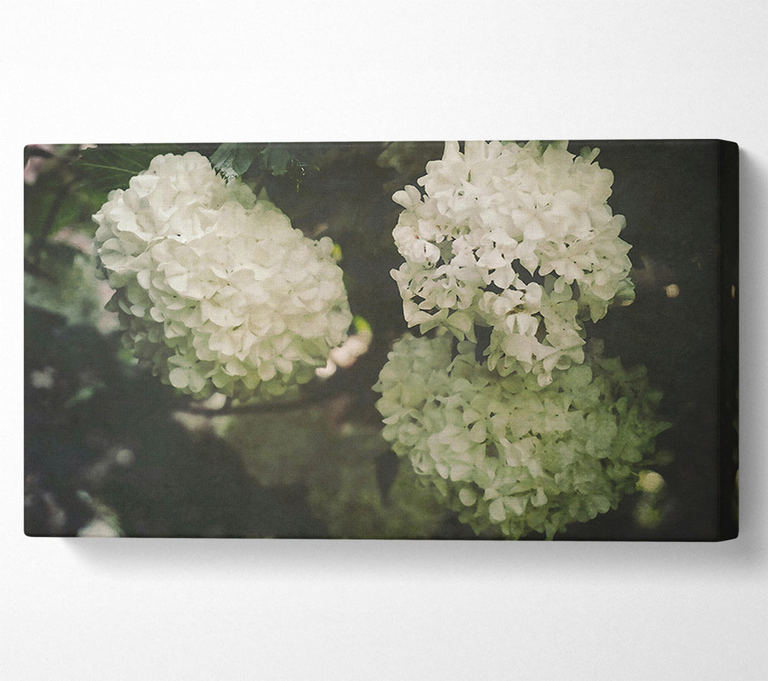  A Canvas Print of Creamy White Blossoms Canvas Wall Art
