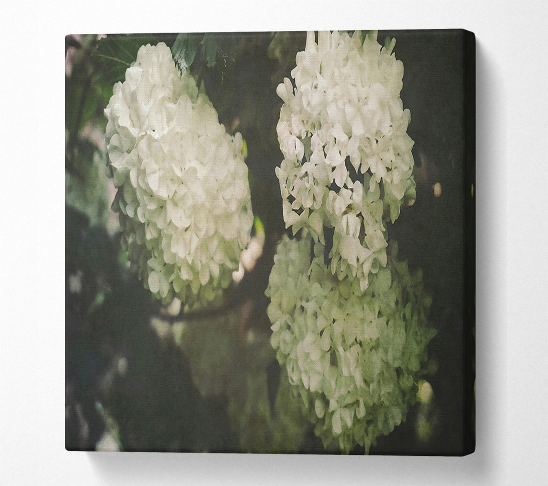  A Canvas Print of Creamy White Blossoms Canvas Wall Art