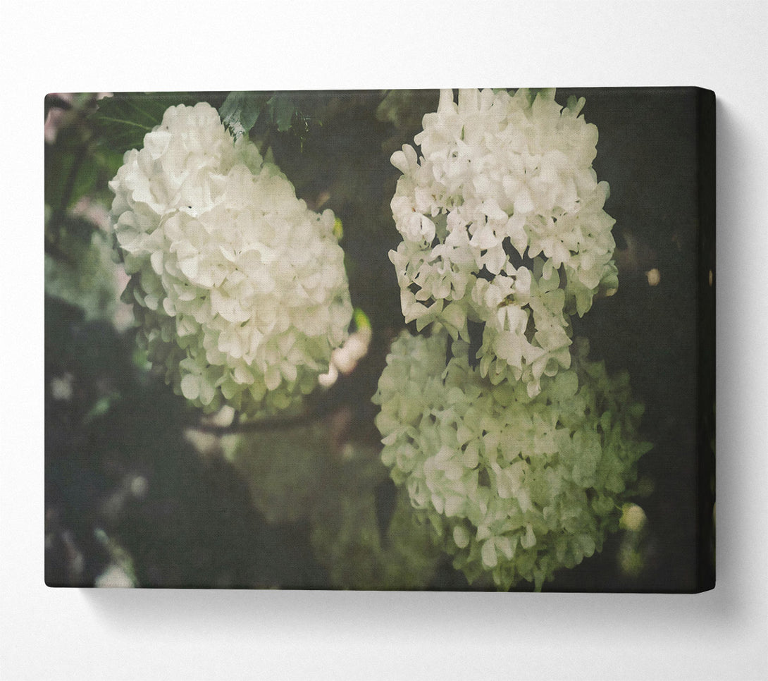  A Canvas Print of Creamy White Blossoms Canvas Wall Art
