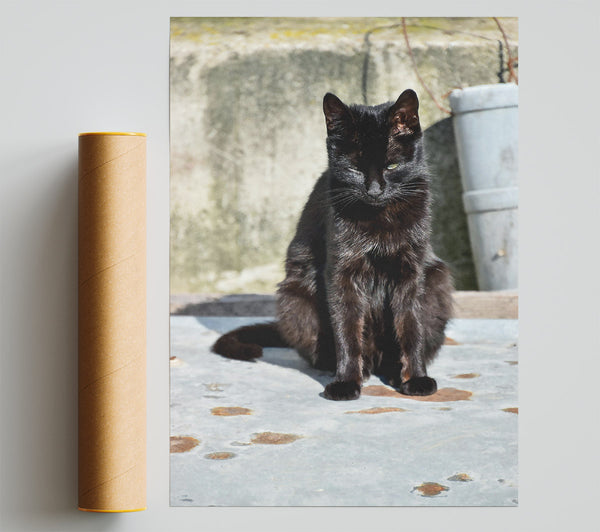Black Cat Respite Giclee Print