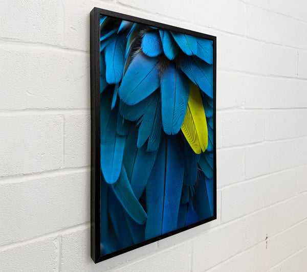 Blue And Yellow Feathers
