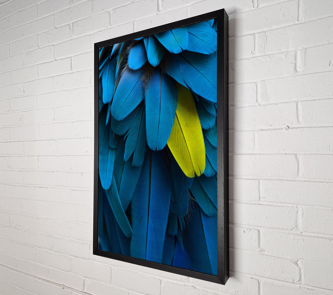  A Canvas Print of Blue And Yellow Feathers Canvas Print