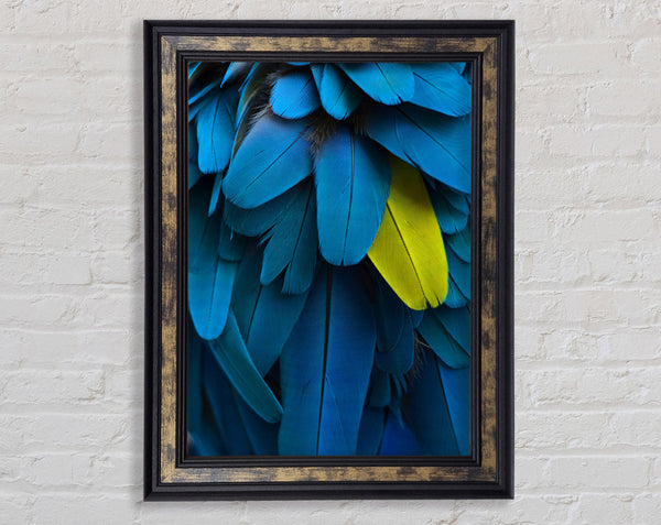 Blue And Yellow Feathers Framed Print