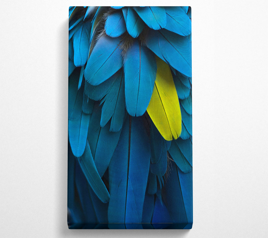  A Canvas Print of Blue And Yellow Feathers Canvas Print