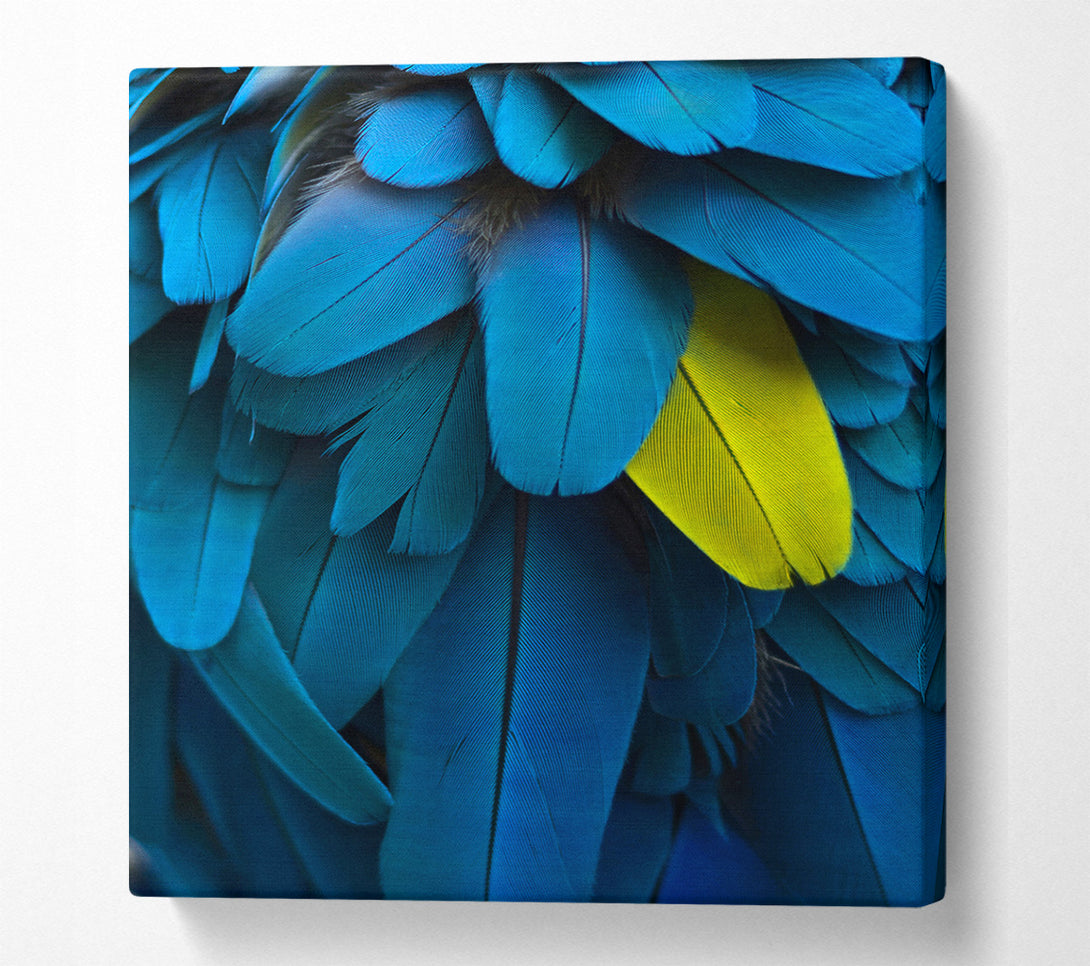  A Canvas Print of Blue And Yellow Feathers Canvas Print