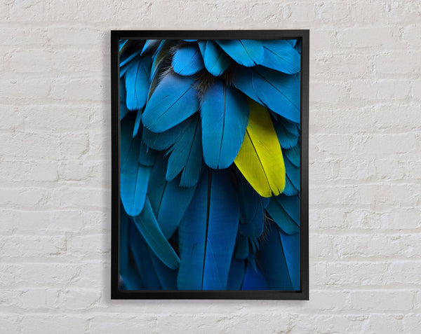 Blue And Yellow Feathers Framed Print