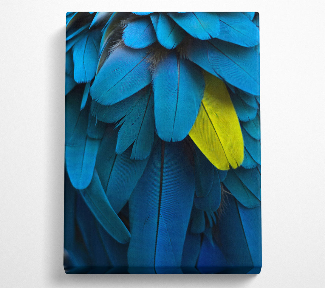  A Canvas Print of Blue And Yellow Feathers Canvas Print