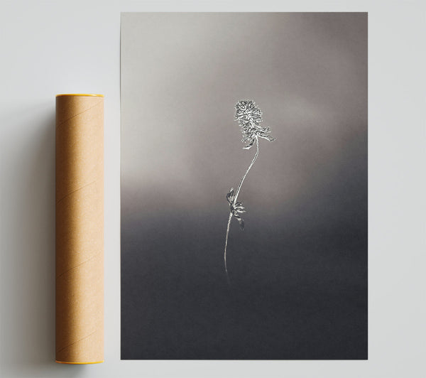 Gray Bloom In Twilight Giclee Print