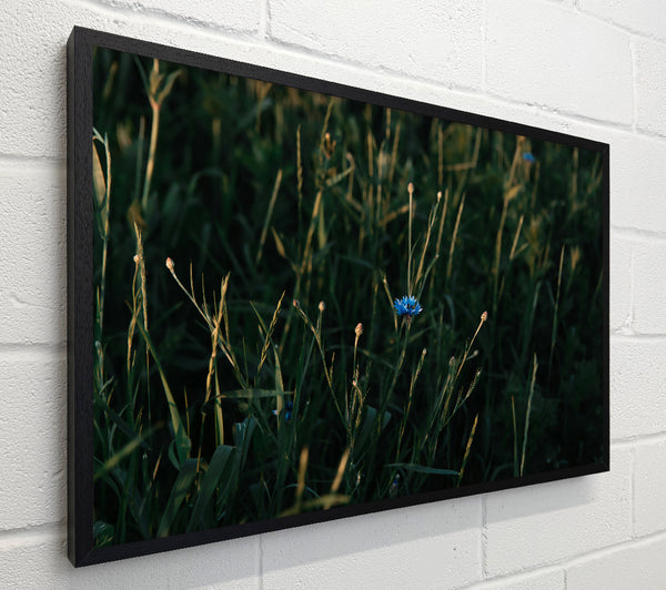 Blue Bloom In Green