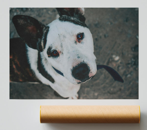 Red-Eyed White Dog Giclee Print
