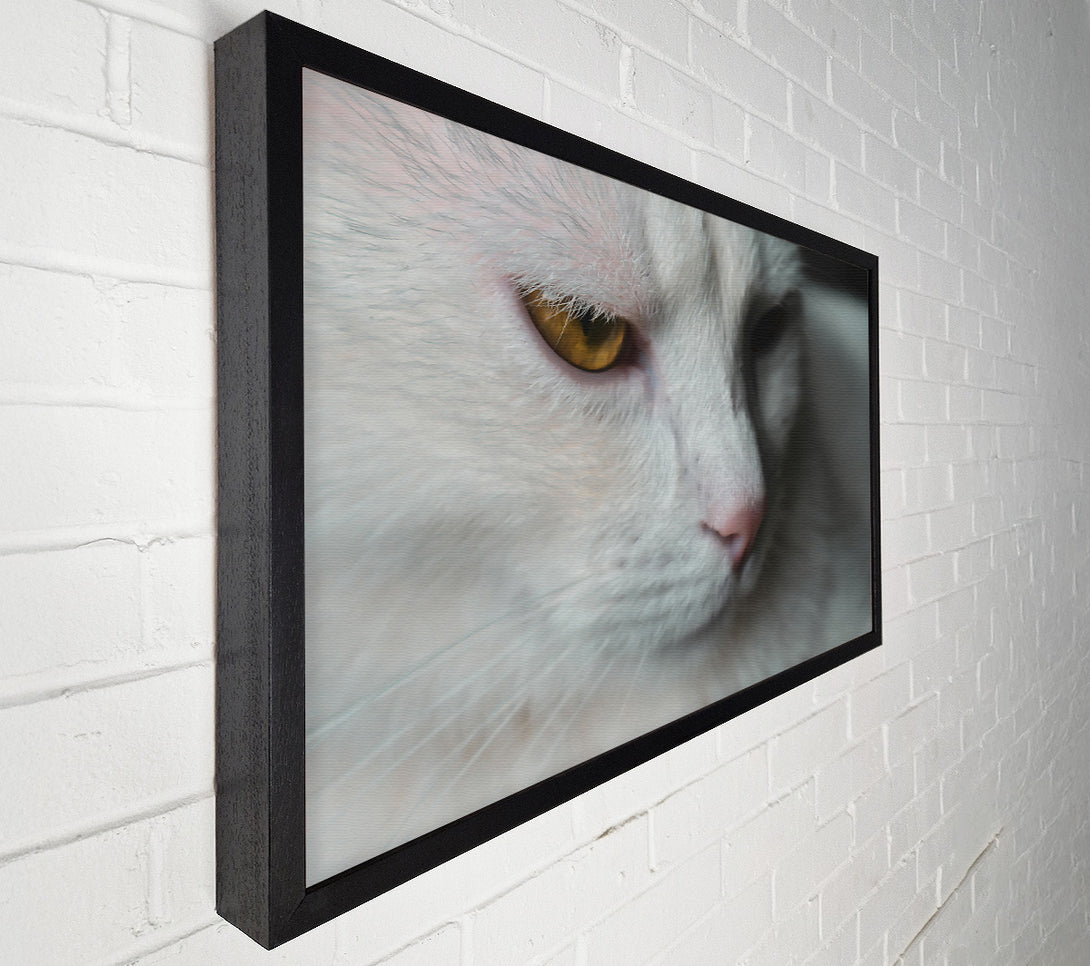 A Canvas Print of Golden Gaze In White Canvas Wall Art