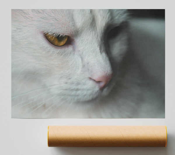 Golden Gaze In White Giclee Print
