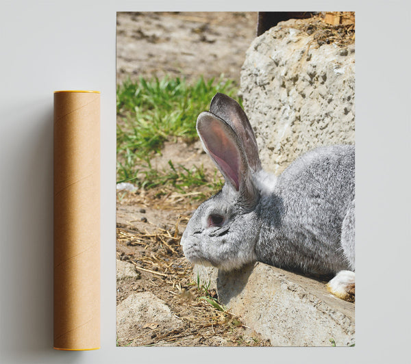 Gray Bunny Resting Print