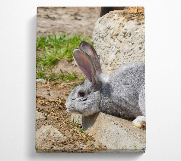  A Canvas Print of Gray Bunny Resting Canvas Print
