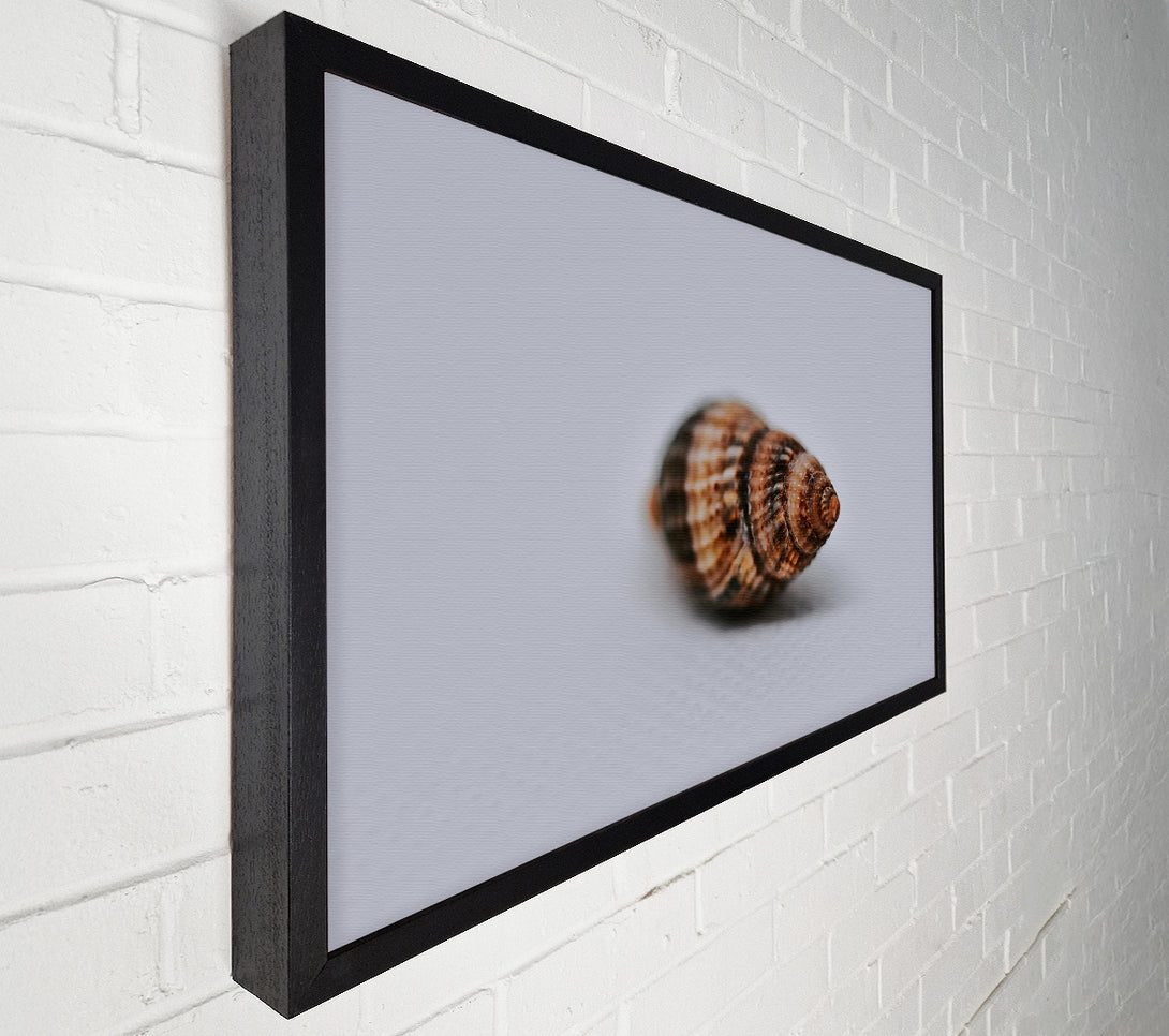  A Canvas Print of Brown Spiral Shell Canvas Print