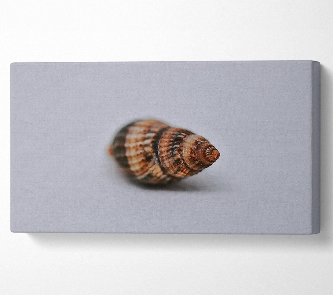  A Canvas Print of Brown Spiral Shell Canvas Print