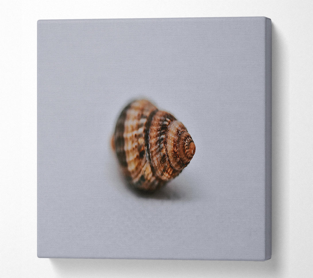  A Canvas Print of Brown Spiral Shell Canvas Print