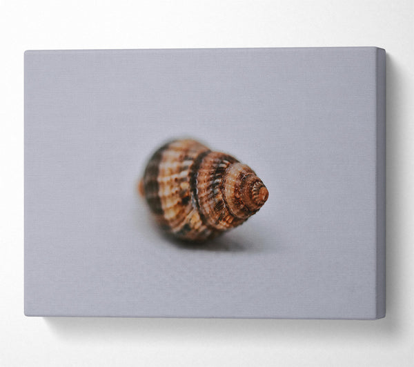  A Canvas Print of Brown Spiral Shell Canvas Print