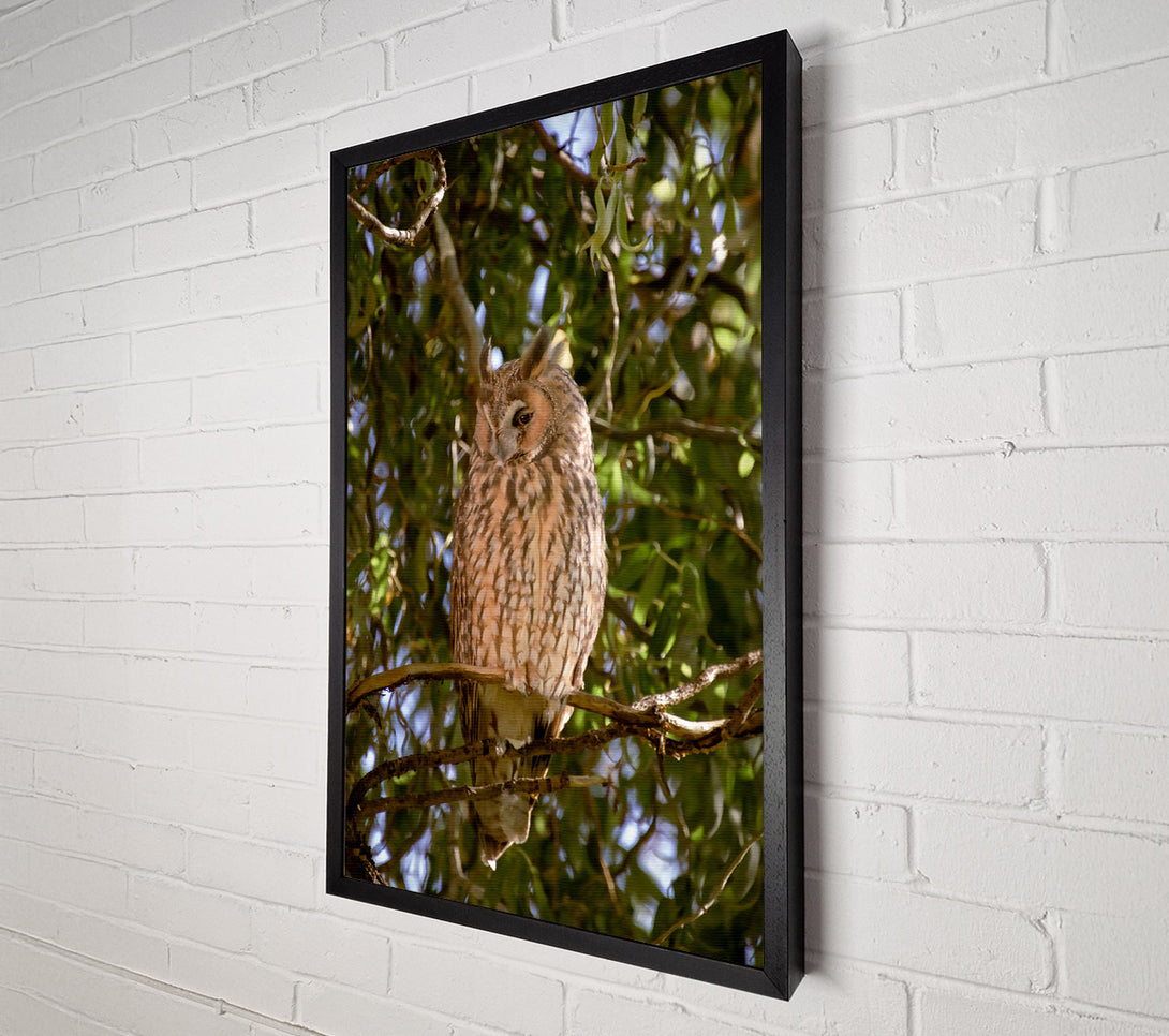  A Canvas Print of Golden Owl In The Sun Canvas Art
