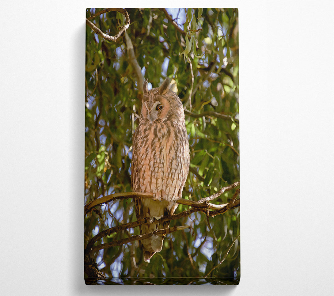  A Canvas Print of Golden Owl In The Sun Canvas Art