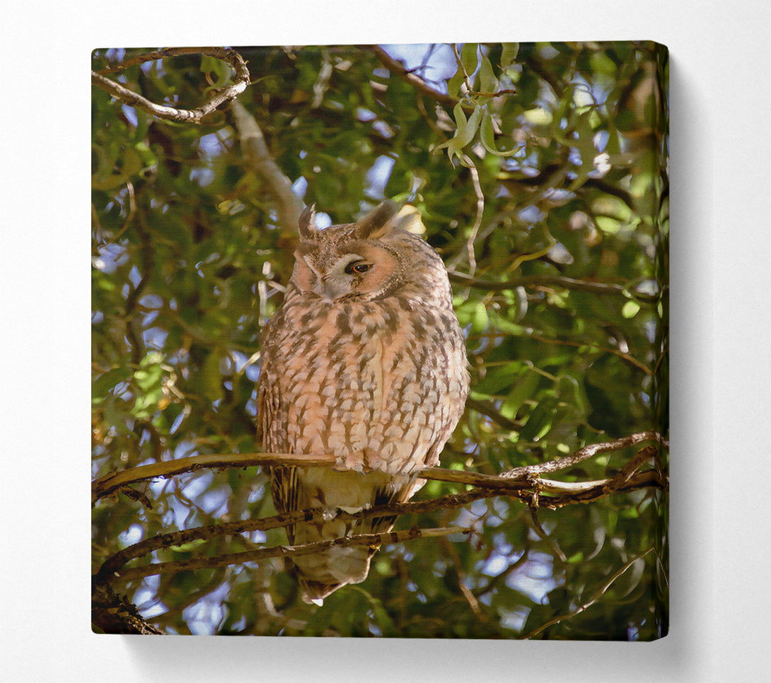  A Canvas Print of Golden Owl In The Sun Canvas Art