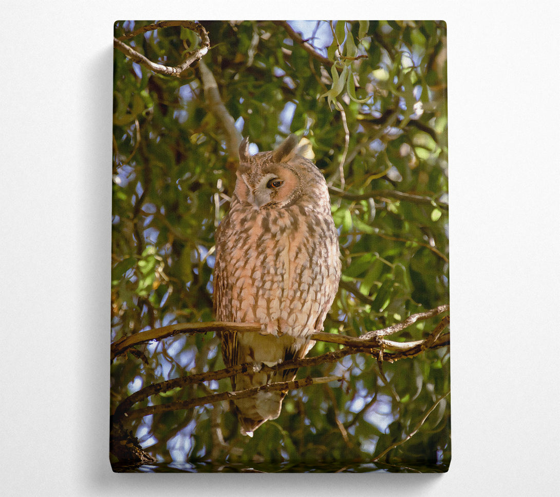  A Canvas Print of Golden Owl In The Sun Canvas Art