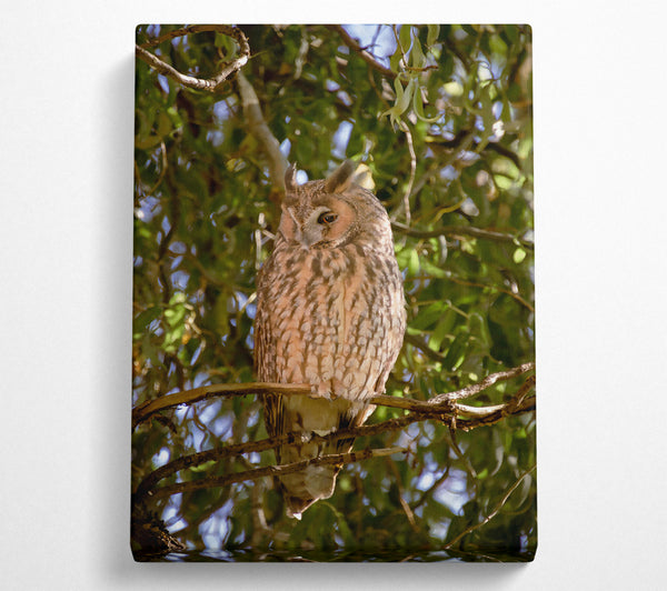  A Canvas Print of Golden Owl In The Sun Canvas Art