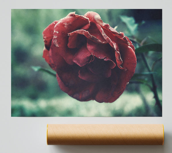 Crimson Rose'S Last Bloom Giclee Print