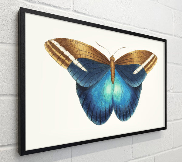 Blue Box Moth