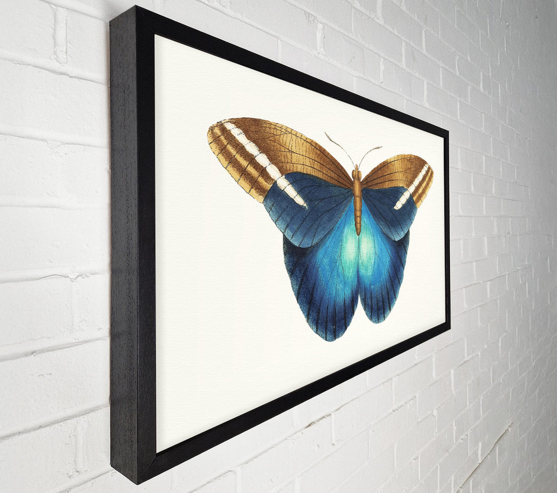  A Canvas Print of Blue Box Moth Canvas Wall Art