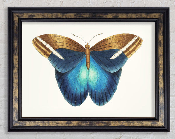 Blue Box Moth Framed Print