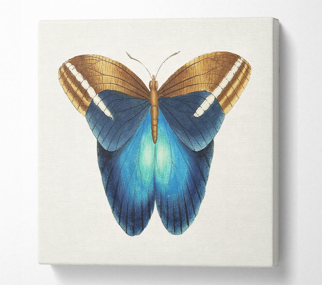  A Canvas Print of Blue Box Moth Canvas Wall Art